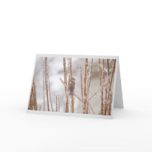 Gorrión animal del pájaro del navidad en una rama