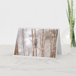 Gorrión animal del pájaro del navidad en una rama