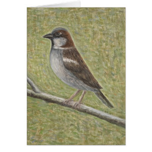 Gorrión de casa 2008