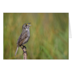 Gorrión de la playa