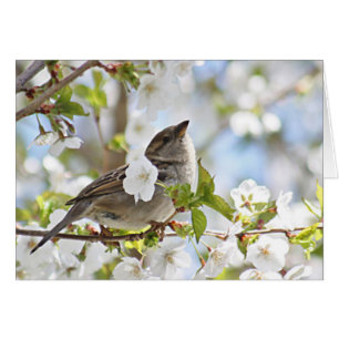 Gorrión en flores de cerezo