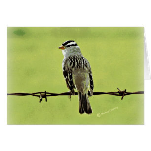 Gorrión "pájaro en un alambre "