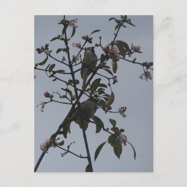 Gorriones en árbol con flores de otoño Tarjeta pos (Anverso)