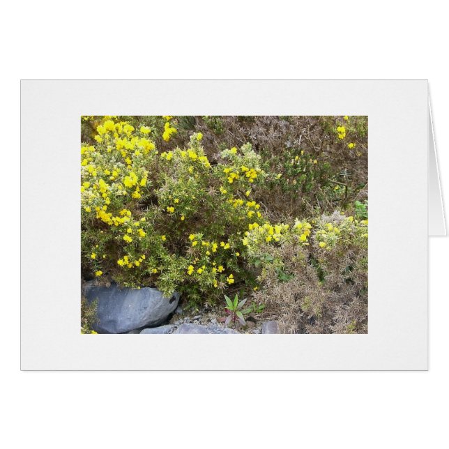 Gorse and Rocks (Anverso (Horizontal))