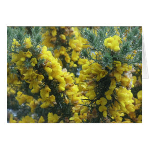 Gorse, Loch Ness, Escocia