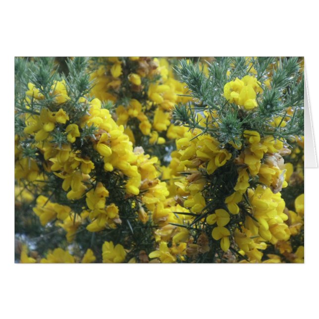 Gorse, Loch Ness, Escocia (Anverso (Horizontal))