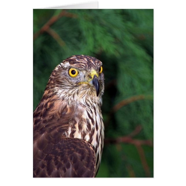 Goshawk (Frente)