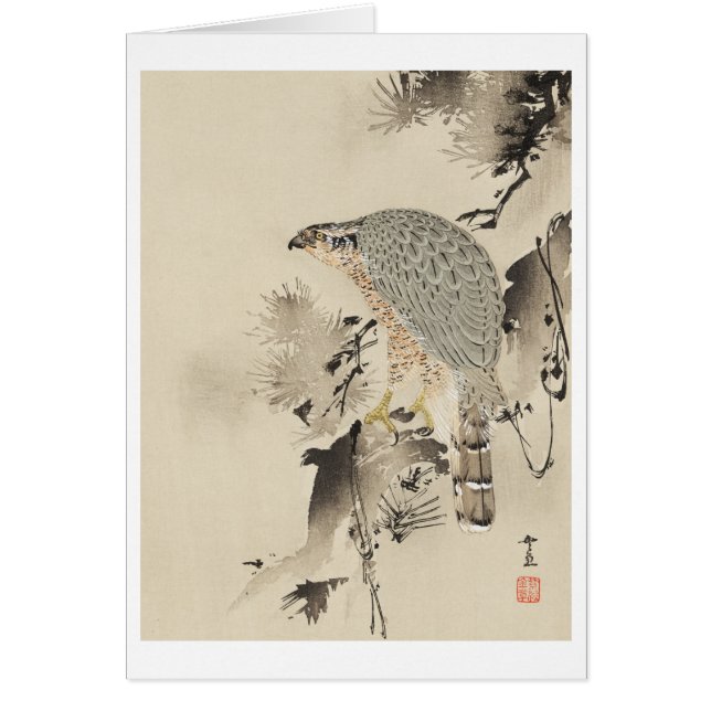 Goshawk asiático - 1890 (Frente)