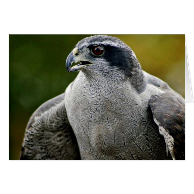 Goshawk del norte (Anverso (Horizontal))