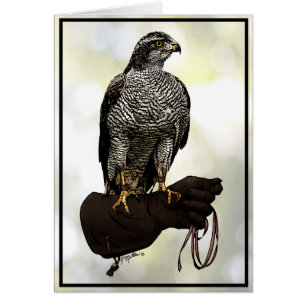 Goshawk en Glove