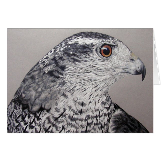 Goshawk septentrional (Anverso (Horizontal))