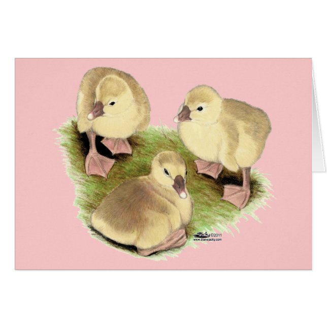 Goslings: Buff African (Anverso (Horizontal))