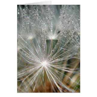 Gotas de agua brillantes sobre un diente de león b