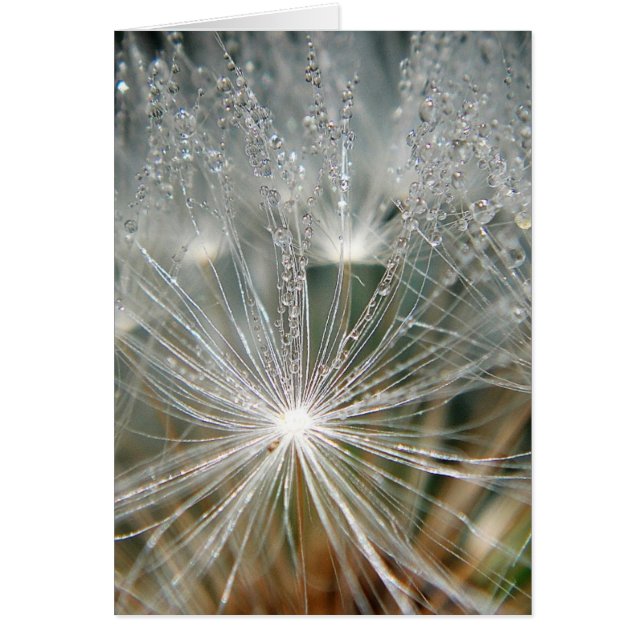 Gotas de agua brillantes sobre un diente de león b (Frente)
