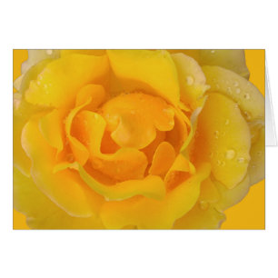 Gotas de agua de rosa amarilla romántica
