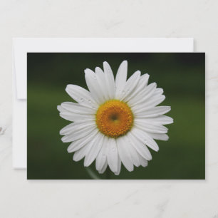 Gotas de agua en los pétalos