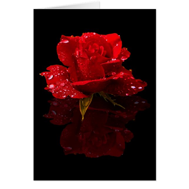 GOTAS DE AGUA EN ROSA (Frente)