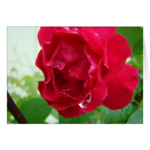 Gotas de agua en rosa rojo