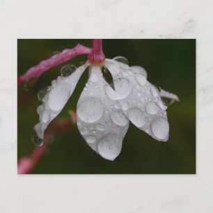 Gotas de lluvia de flores blancas postales