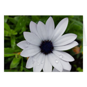 gotas de lluvia en blanco