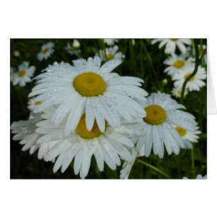 Gotas de lluvia en Daisies Floral de flores silves