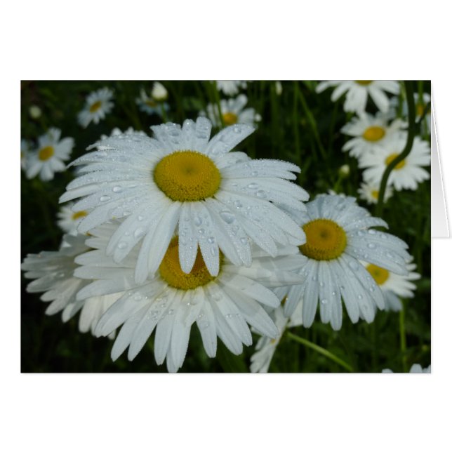 Gotas de lluvia en Daisies Floral de flores silves (Anverso (Horizontal))