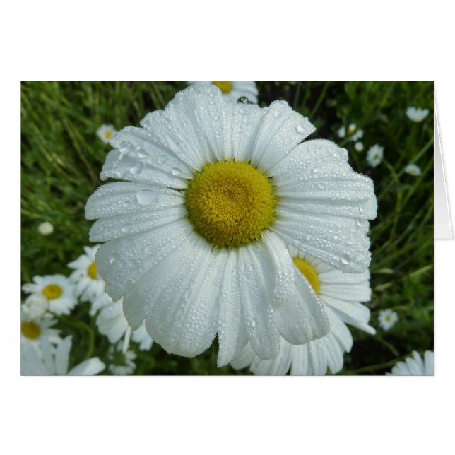 Gotas de lluvia en Daisy I Floral (Anverso (Horizontal))