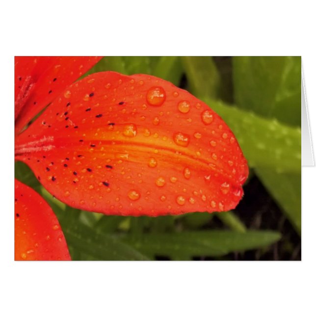 Gotas de lluvia en Daylily (Anverso (Horizontal))