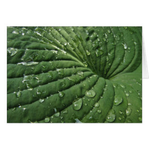 Gotas de lluvia en Hosta Leaf Blank Card