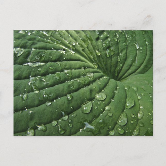Gotas de lluvia en la postal de Hosta Leaf (Anverso)
