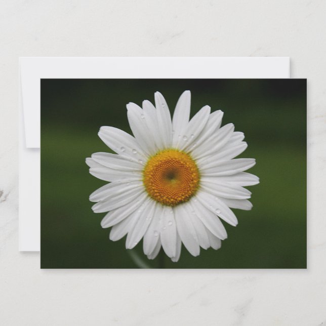 Gotas de lluvia en Petales (Anverso)