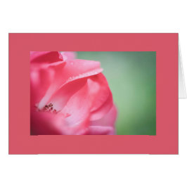 Gotas de lluvia en un rosa