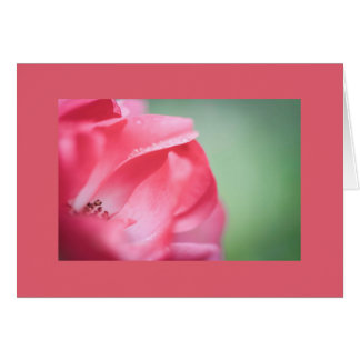 Gotas de lluvia en un rosa