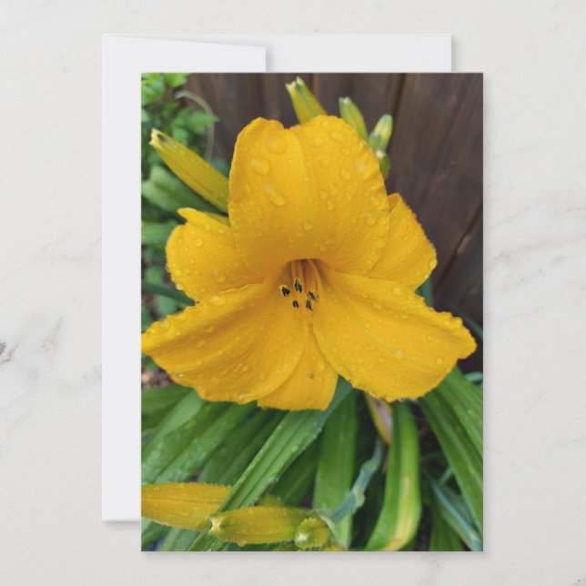 Gotas de lluvia en una flor de lirio amarillo (Anverso)