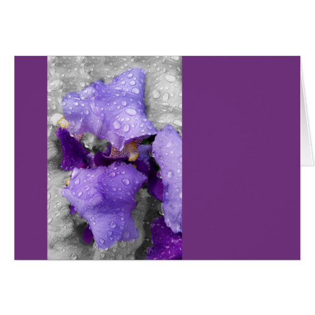 gotas de lluvia sobre el iris (Anverso (Horizontal))