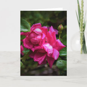 Gotas de lluvia y rosas rojas, tarjeta