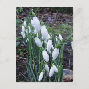 Gotas de nieve en la postal de la lluvia