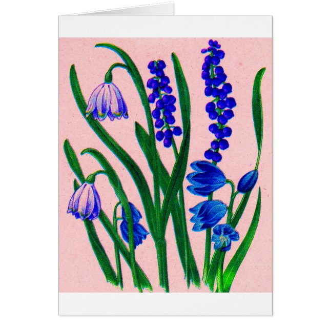 gotas de nieve y cilla (Frente)