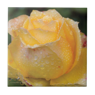 Gotas de rocío en el rosa amarillo - baldosa