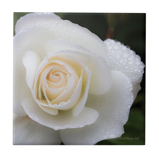 Gotas de rocío en el rosa blanco - baldosa (Frente)