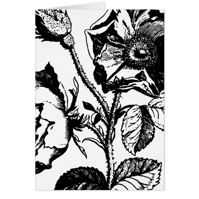 Gothic Black Antique Rose (Frente)