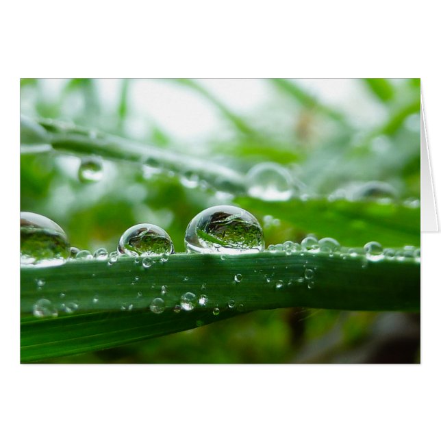 Gotita de agua en la hoja de la hierba (Anverso (Horizontal))
