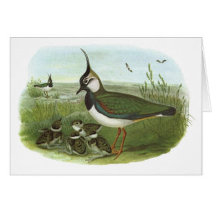 Gould - avefría - vanellus del Vanellus