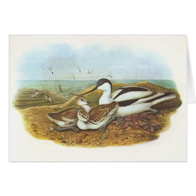 Gould - Avocet - avosetta del Recurvirostra (Anverso (Horizontal))