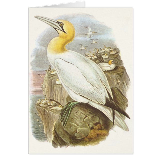 Gould - Gannet - bassana del Sula (Frente)