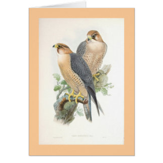 Gould - halcón Rojo-Naped