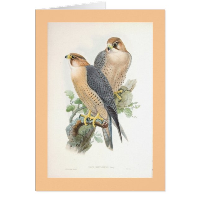 Gould - halcón Rojo-Naped (Frente)