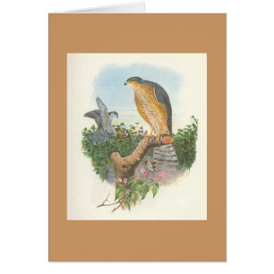 Gould - nisus Sparrowhawk del Accipiter