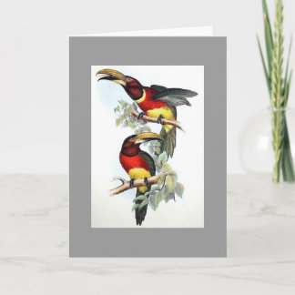 Gould - tarjeta Doble-Agarrada de Aracari Toucan