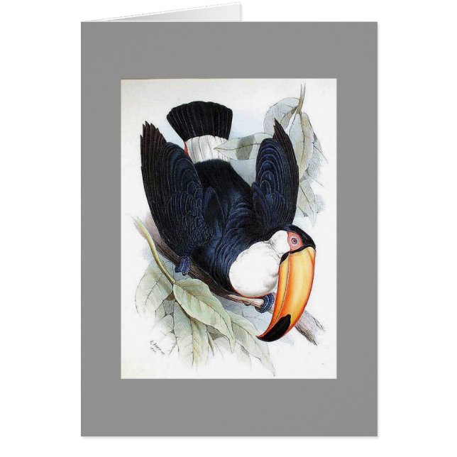 Gould - Toco Toucan (Frente)